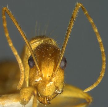 Media type: image; Entomology 21483   Aspect: head frontal view